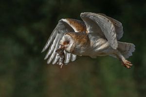 Fliegende Schleiereule mit einer gefangenen Maus.