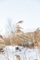 Mooi belicht palmgras op een winterse dag