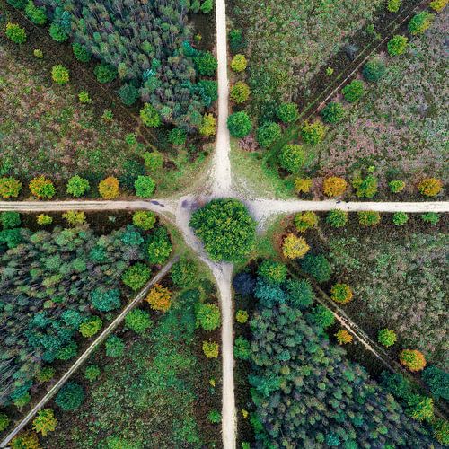 De eenzame eik in Amerongen van Air-view