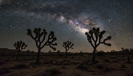 Desert Starlight: Milky Way Over Joshua Trees by Artistic