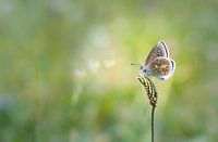 blauw