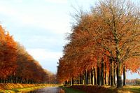 Buche im Herbst