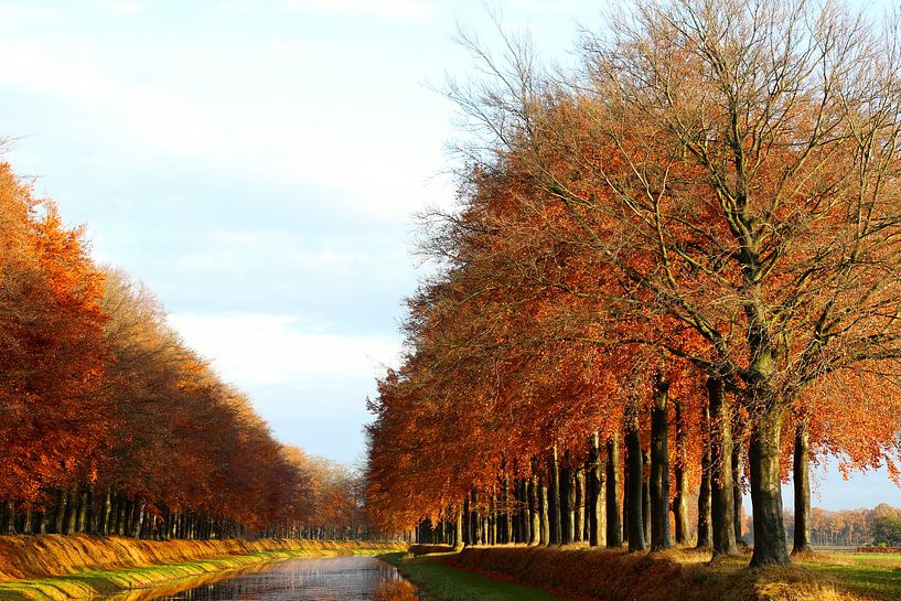 Buche im Herbst von Herman Beld