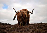 Schotse Hooglander