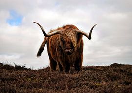Schotse Hooglander by Lisette Breur