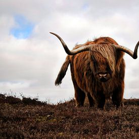 Schotse Hooglander sur Lisette Breur