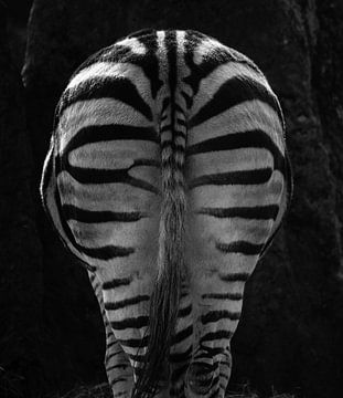 Zebra van Margo Smit