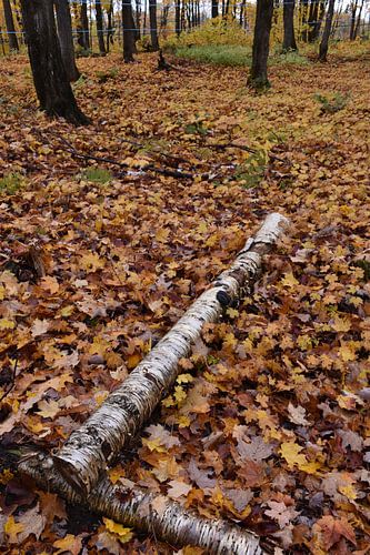 Ein Zuckerstrauch im Herbst