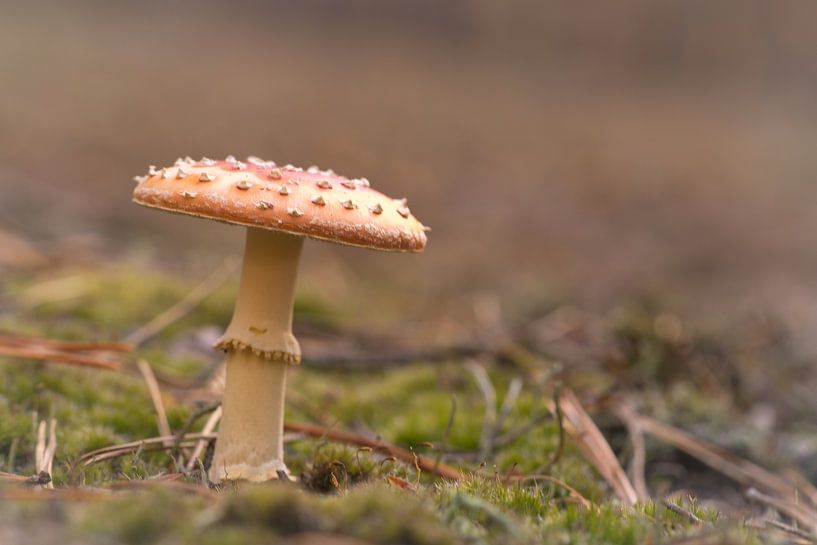 Délicate amanite tue-mouche blanche et rouge, sur le sol de la forêt. par Martin Köbsch