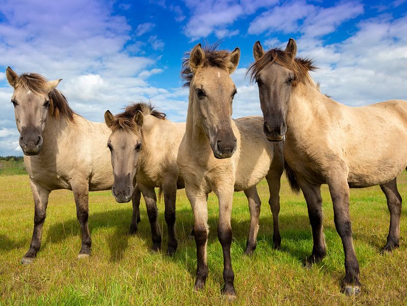 Wildpferde in der Niederrheinischen Aue von Rob Kints