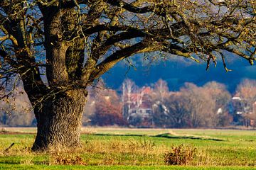 Thick oak by Roland Brack