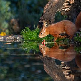 Eekhoorn met spiegelbeeld in het zonlicht van Peter Sneijders