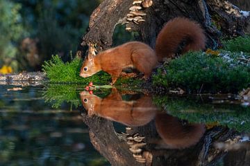 Eichhörnchen mit Spiegelbild im Sonnenlicht von Peter Sneijders