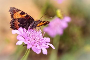 Schmetterling von Rob Boon