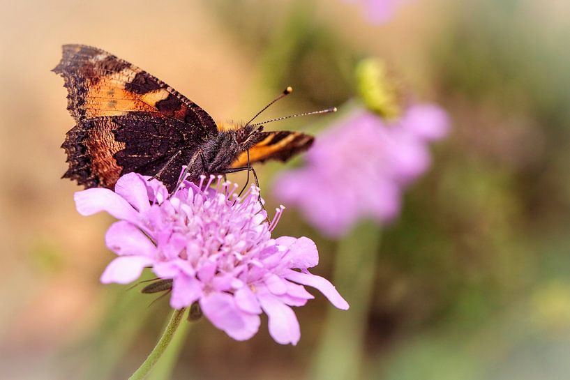 Butterfly by Rob Boon