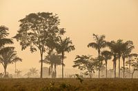 Boom en palmsilhouetten