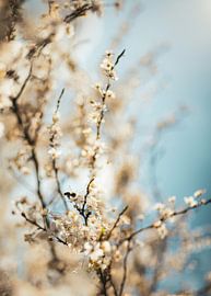 Summerday by thePhilograph