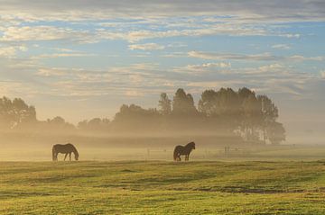 Des chevaux dans le brouillard. sur Sander van der Werf