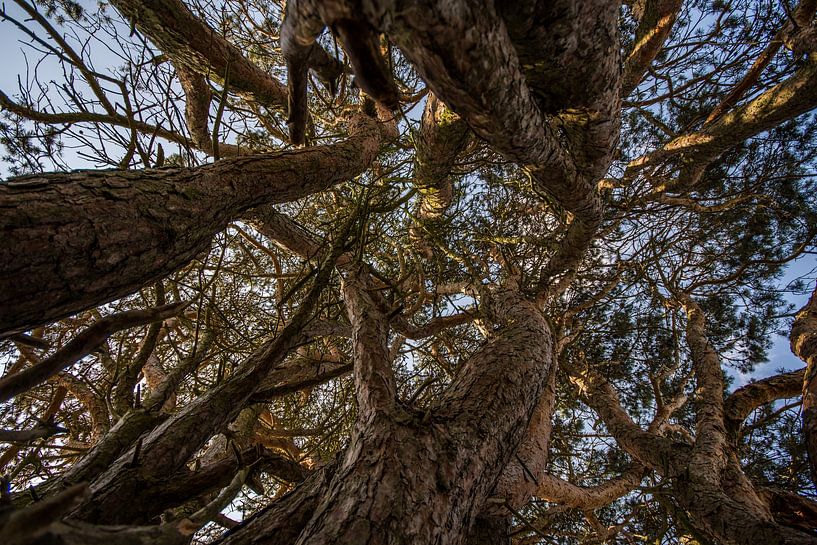 art de la nature par Bart Liesenborgs