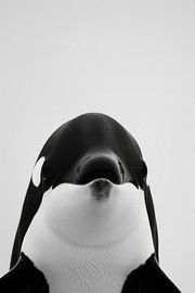 Orca von Poster Art Shop