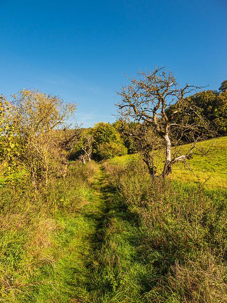 Landschaft mit Weg und Bäumen bei Hohen Demzin von Rico Ködder