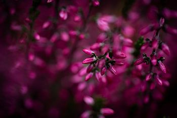 Heide in tiefem Rosa