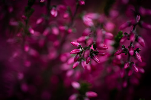 Bruyère d'un rose profond