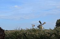 Foto van oude windmolen in natuurlandschap van grasland, riet en bomen van Breezy Photography and Design thumbnail