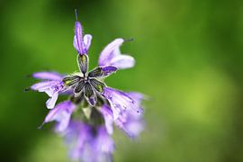 Close-up of purple flower from above by Love & Devotion Photography