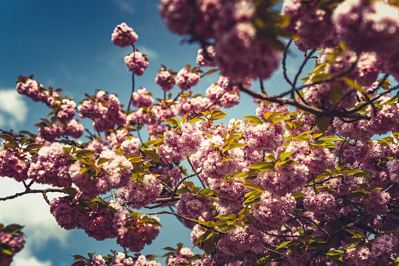 Blossom Splendour: A Spring Expedition Pink 01 by FotoDennis.com | Werk op de Muur