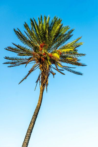 Dattelpalme im Wind von Dieter Walther