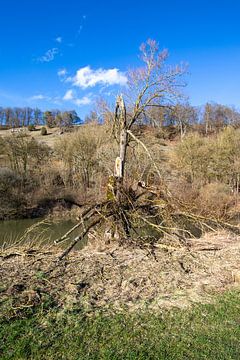 Mooie oude kale dode boom op de altmuehl rivier, bavaria, duitsland. van de-nue-pic