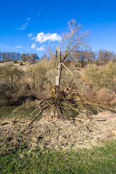 Beautiful old bare dead tree standing on altmuehl river, bavaria, germany. by de-nue-pic