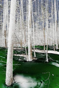 Winter in sprookjes bos van Marcel Kieffer
