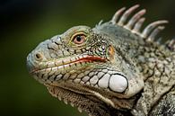 Groene leguaan - iguana van Keesnan Dogger Fotografie thumbnail
