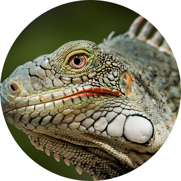 Groene leguaan - iguana van Keesnan Dogger Fotografie