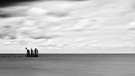 Vögel bei Baby Doly von Bernd Döbel