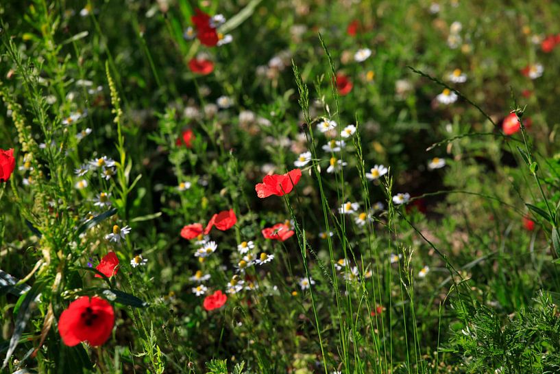 Coquelicots par Thomas Jäger
