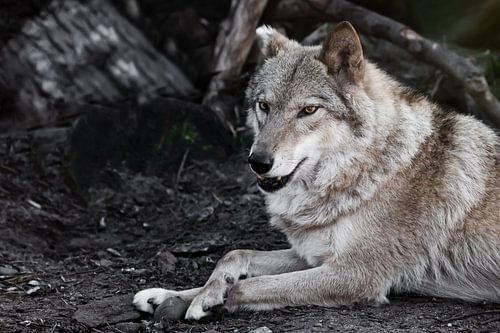 Geïnteresseerde blikken op een kier. Het vrouwtje van de wolf ligt prachtig op de grond, imposant li
