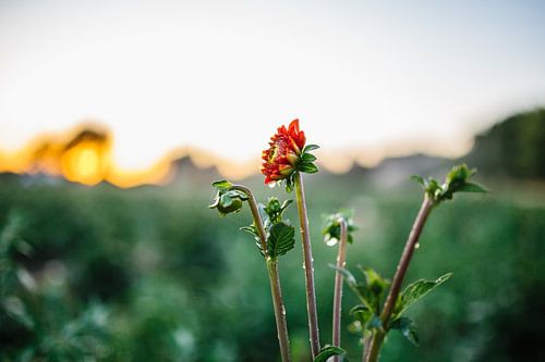 Rode Dahlia met waterdruppels