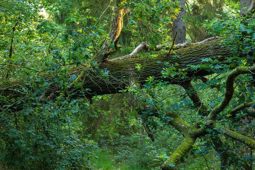 Fallen tree on the Dwingelderveld - Drenthe (Netherlands) by Marcel Kerdijk
