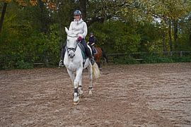 Training with the white horse on a riding arena in autumn