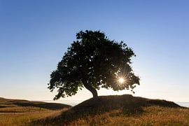 Oak Haväng by Sven-Erik Arndt