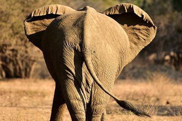 Éléphant au Zimbabwe sur Francis Dost