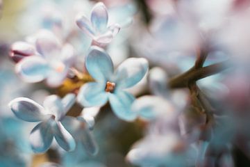 Lentebloemen van Cathy Roels