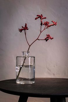 Modernes Stilleben mit roter Blüte in Glasflasche