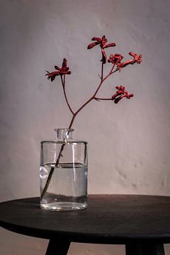 Modern stilleven met rode bloeier in glazen fles van Affect Fotografie