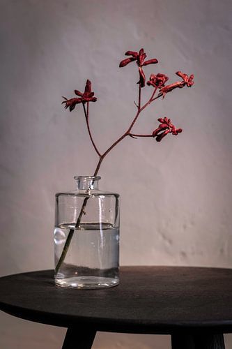 Modern still life with red bloomer in glass bottle