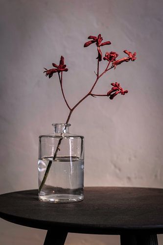 Modern stilleven met rode bloeier in glazen fles