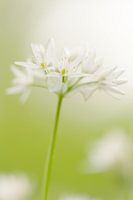 Lente!